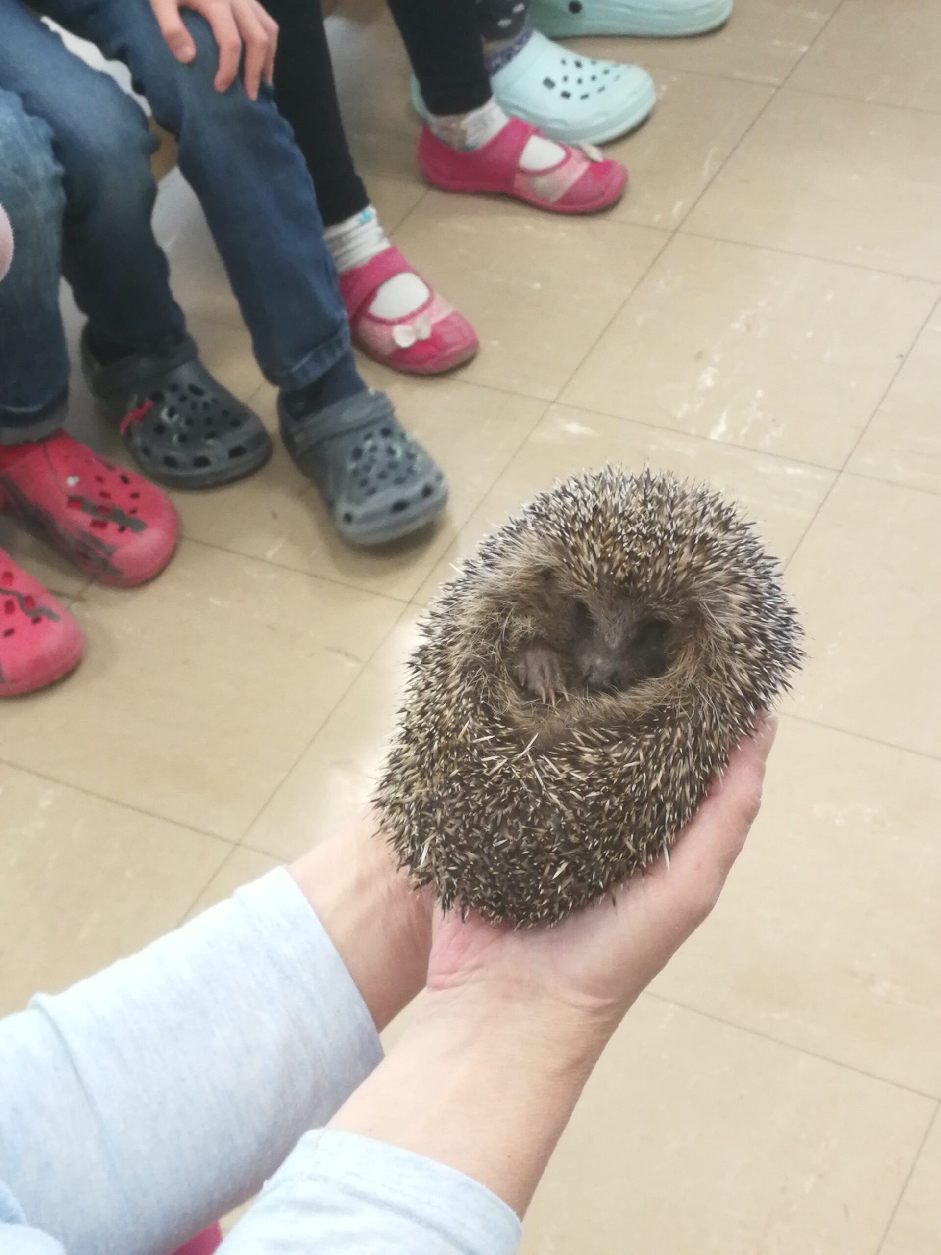 Igelbesuch in Klasse 1